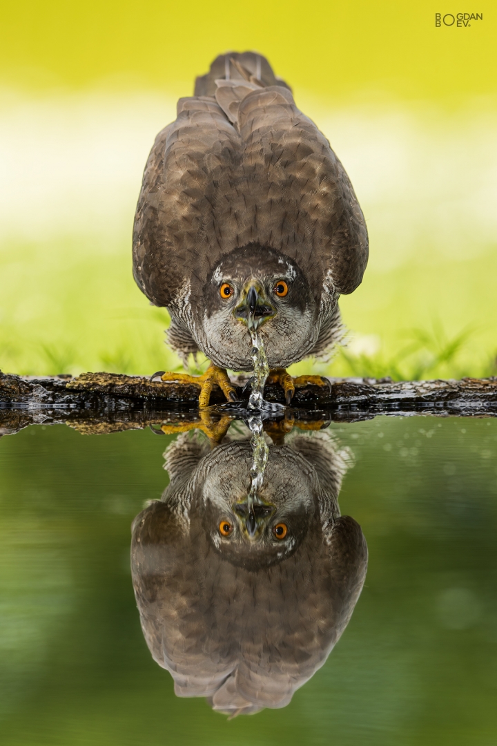Goshawk