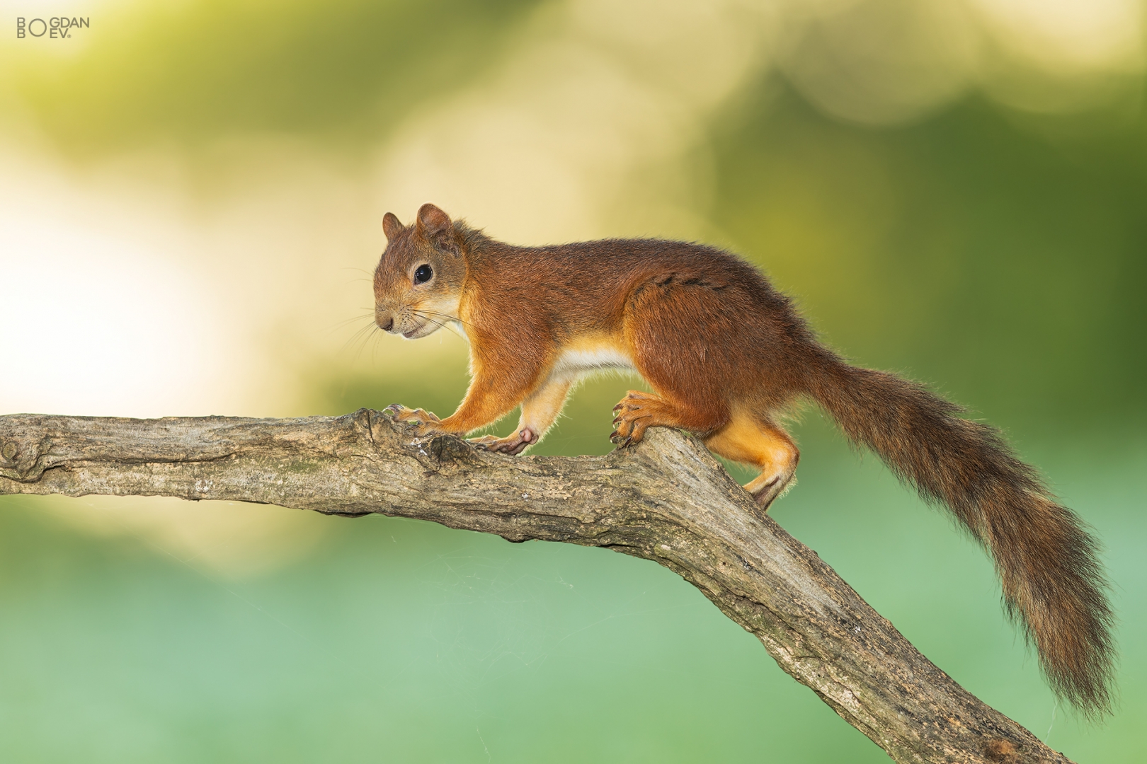 Red squirrel