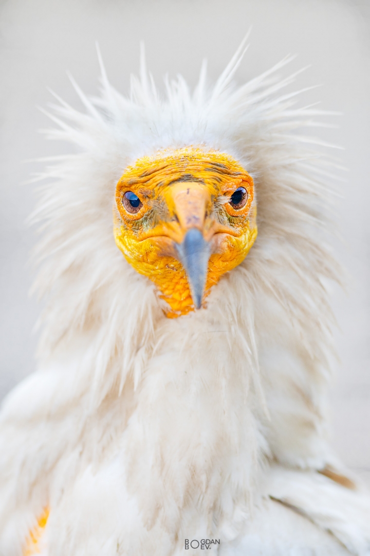 Egyptian vulture
