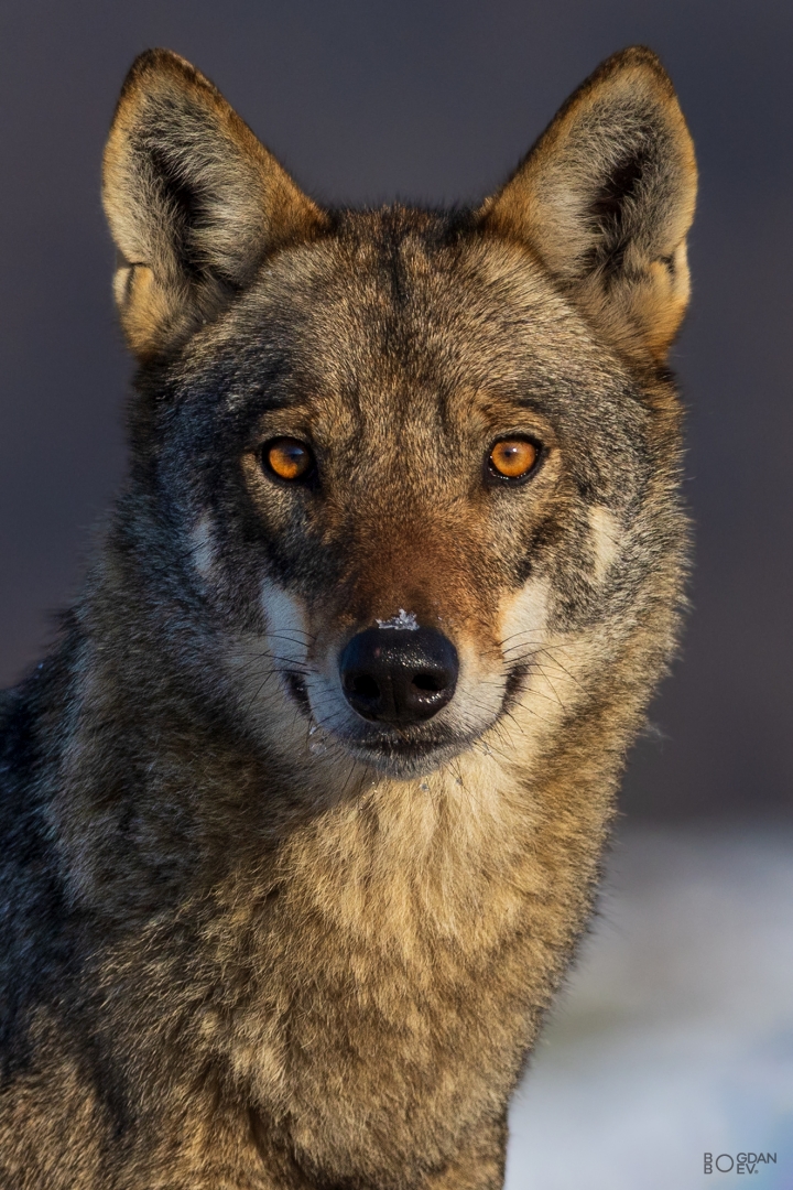Grey wolf