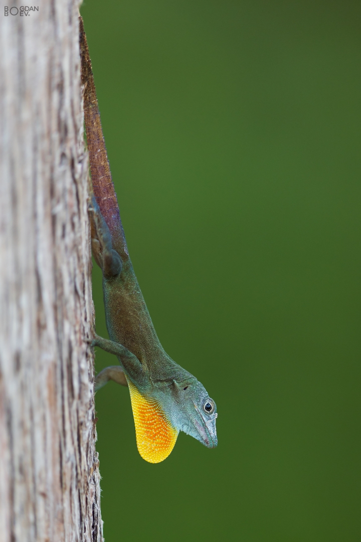 Anolis grahami