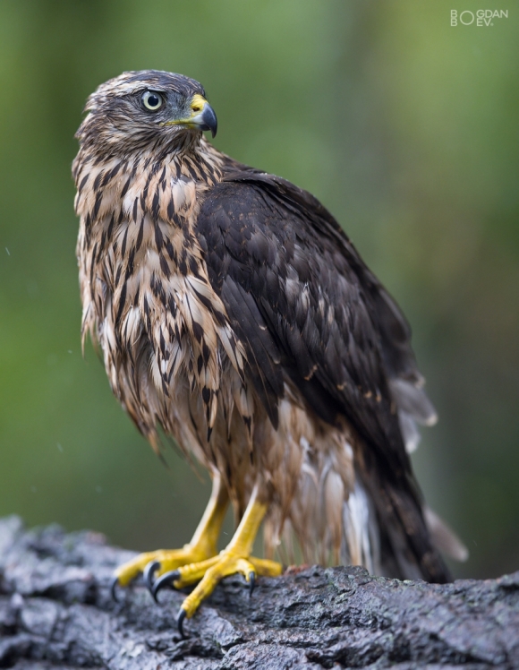 Goshawk, Large drinking pond hide