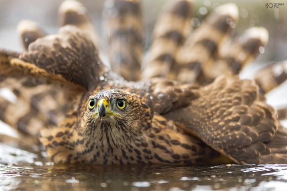 Goshawk, Large drinking pond hide