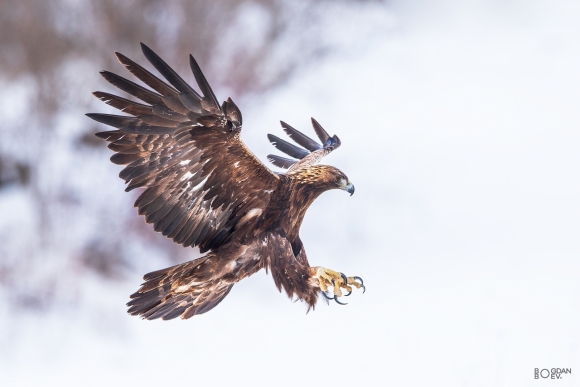 Golden eagle, Ponor Eagle hide 