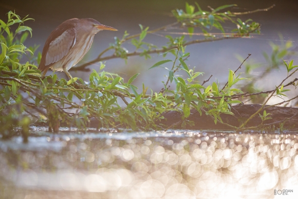 Little bittern, Floating hide