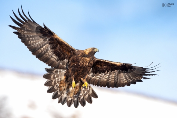 Golden eagle, Ponor Eagle hide 