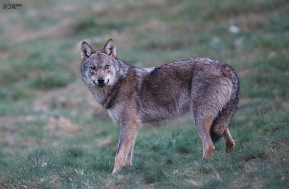 Grey wolf, Ponor Eagle hide 