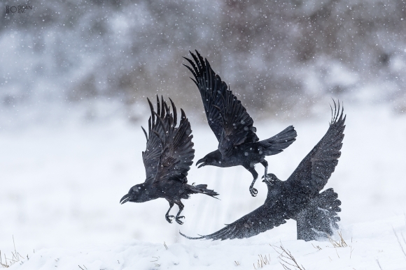 Ravens, Ponor Eagle hide 