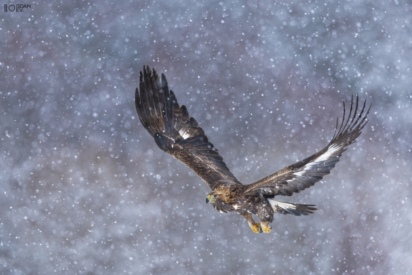 Golden eagle, Ponor Eagle hide 