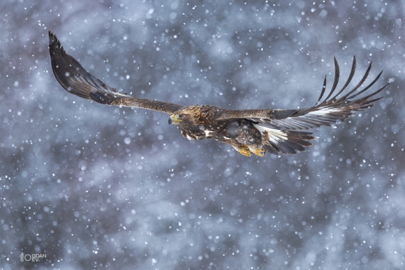 Golden eagle, Ponor Eagle hide 