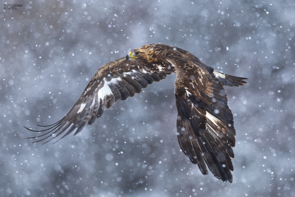 Golden eagle, Ponor Eagle hide 