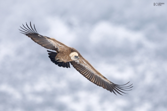 Griffon vulture, Vultures and eagles hide 