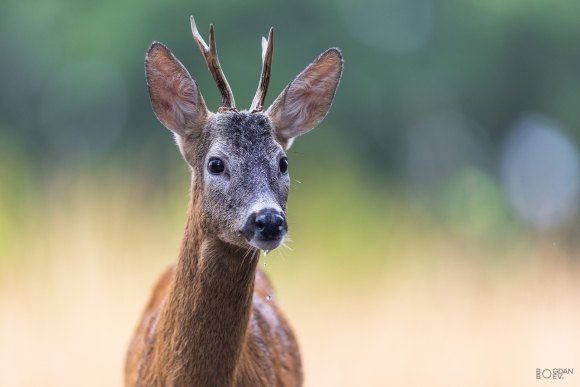 Roe deer, Large drinking pond hide