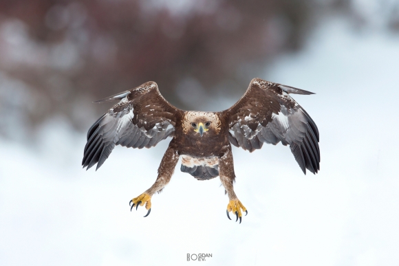 Golden Eagle, Ponor Eagle hide 