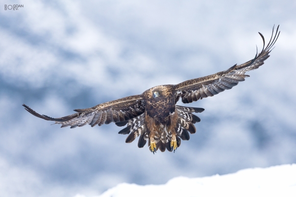 Golden eagle, Vultures and eagles hide 