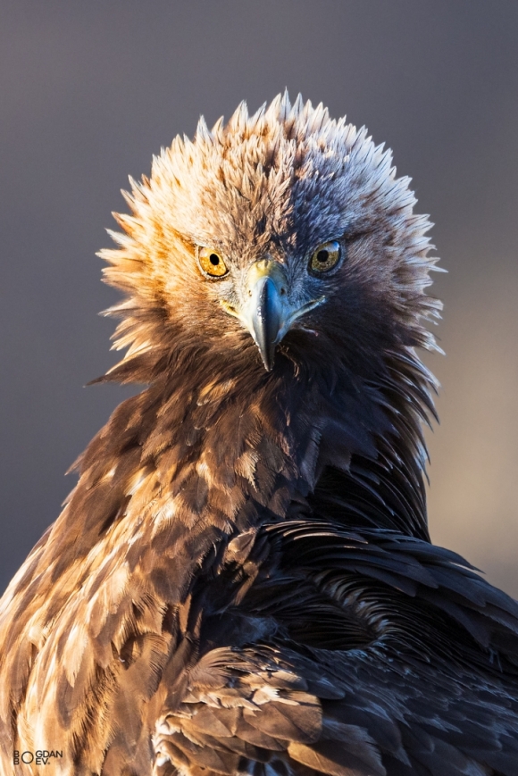 Golden eagle, Vultures and eagles hide 