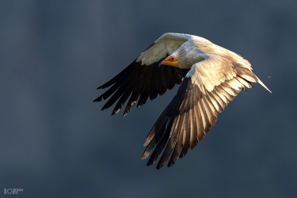 Egyptian vulture, Vultures and eagles hide 
