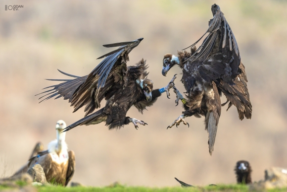 Black vultures, Vultures and eagles hide 