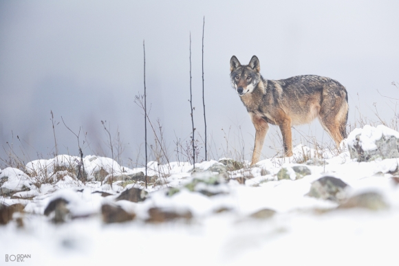 Grey wolf, Vultures and eagles hide 