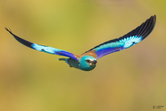 European roller, Big tower photohide