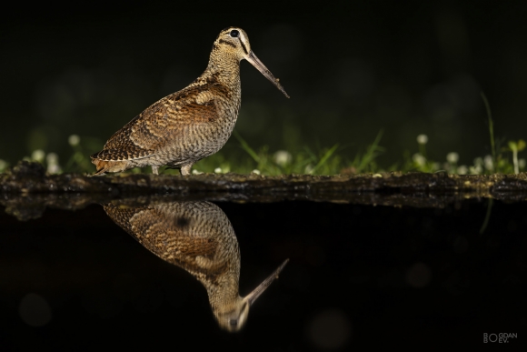 Eurasian woodcock, Large drinking pond hide