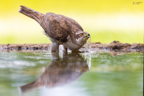 Goshawk, Large drinking pond hide