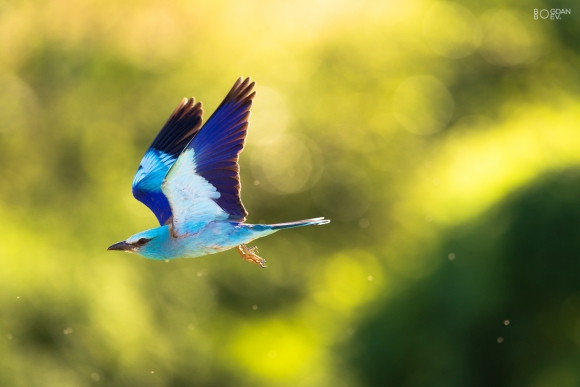 European roller, Big tower photohide