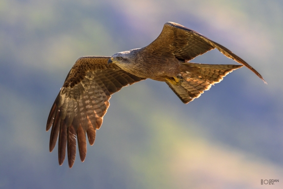 Черна каня, Vultures and eagles hide 