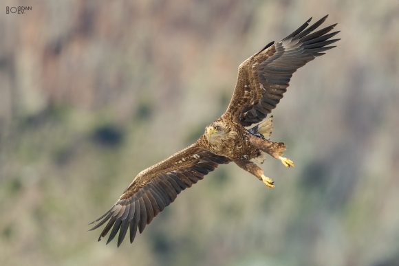 White-tailed eagle, Vultures and eagles hide 
