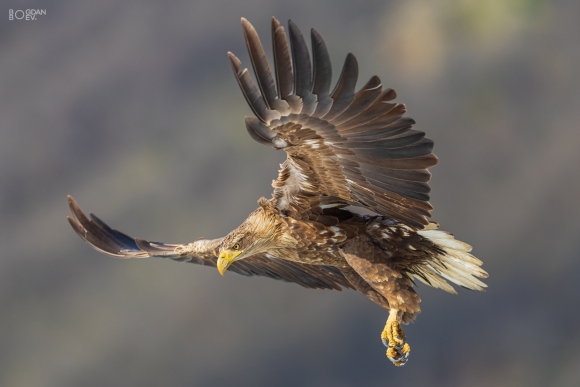 Ehite-tailed eagle, Vultures and eagles hide 