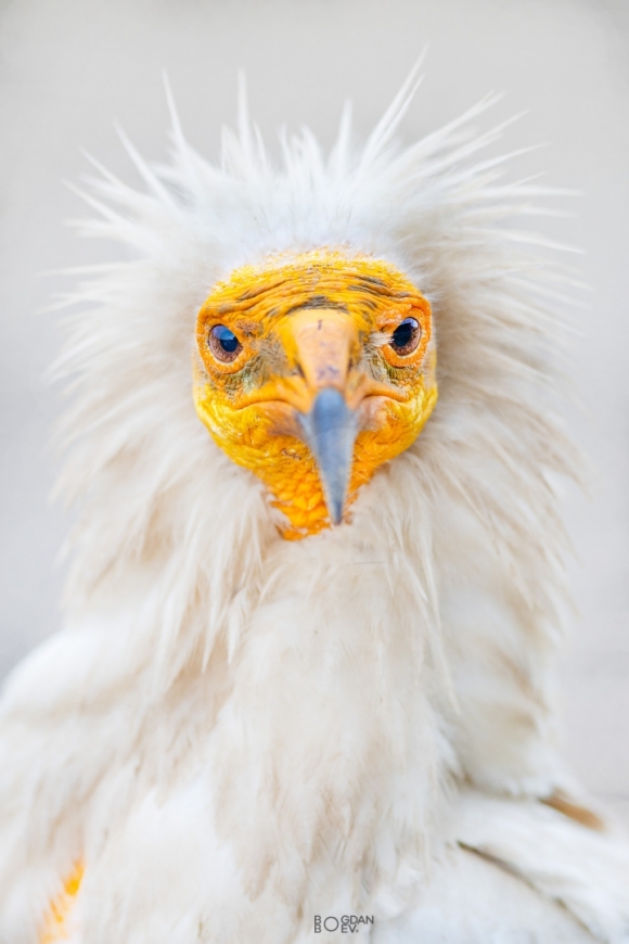 Egyptian vulture, Vultures and eagles hide 