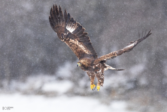 Golden eagle, Ponor Eagle hide 