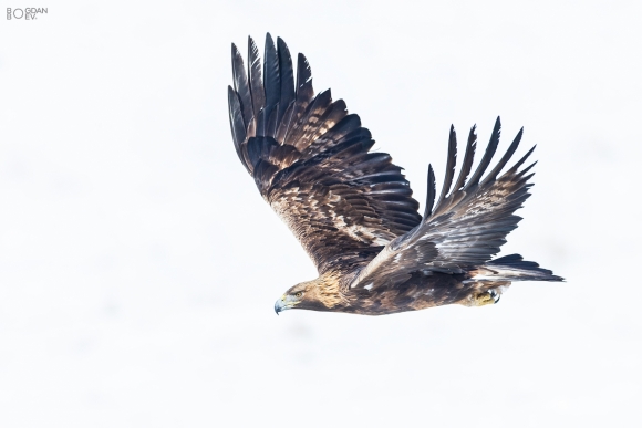 Golden eagle, Ponor Eagle hide 