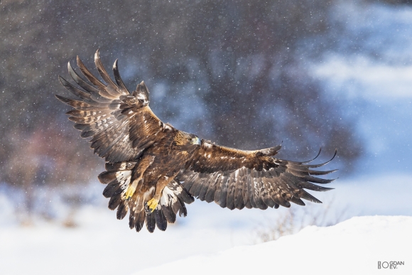 Golden eagle, Ponor Eagle hide 