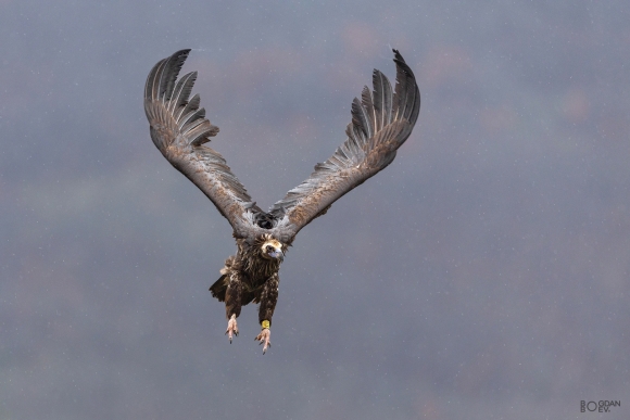 Black vulture, Vultures and eagles hide 