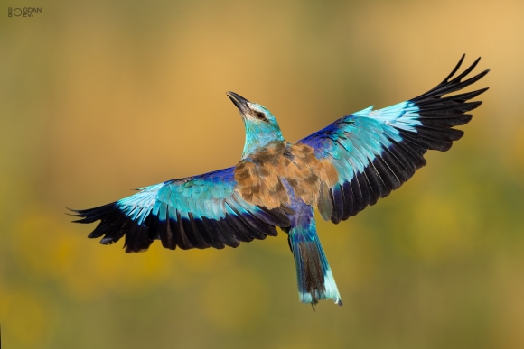 European roller, Big tower photohide