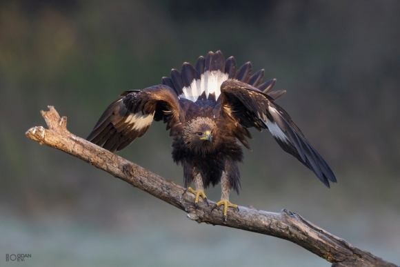 Golden eagle, Ponor Eagle hide 