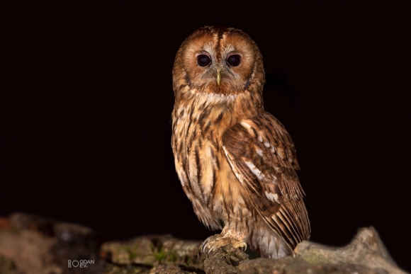 Tawny owl, Large drinking pond hide