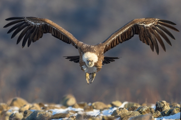 Griffon vulture, Vultures and eagles hide 