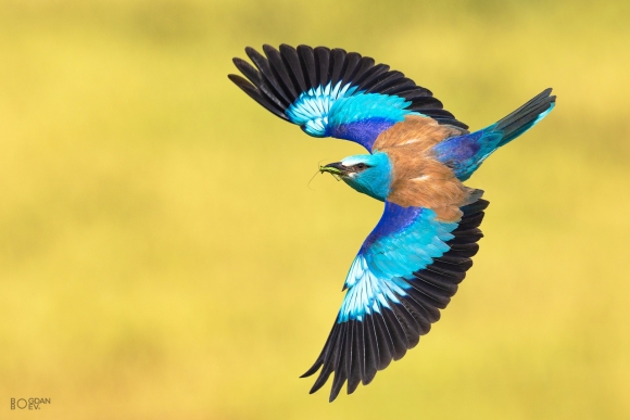 European roller, Big tower photohide