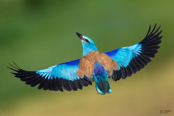 European roller, Big tower photohide