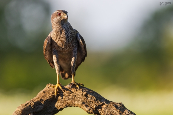 Goshawk, Large drinking pond hide