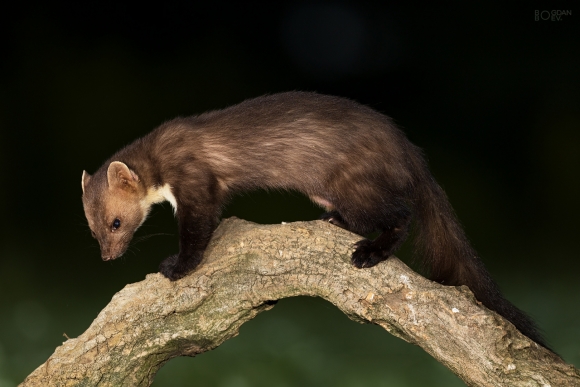 Stone marten, Large drinking pond hide