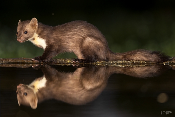 Stone marten, Large drinking pond hide