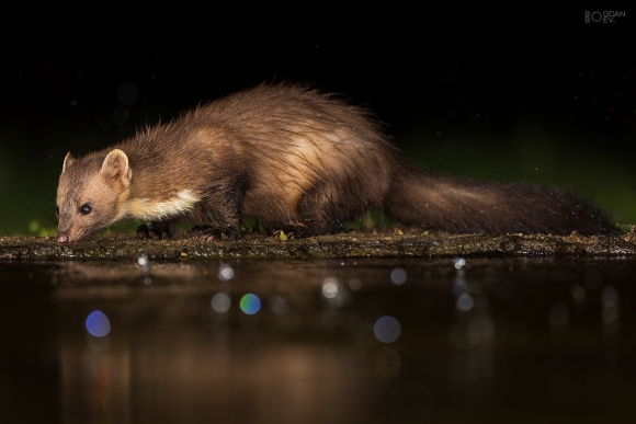 Stone marten, Large drinking pond hide
